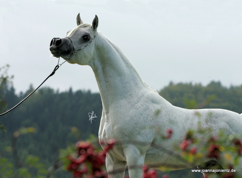 Al Lahab Pferd Wert