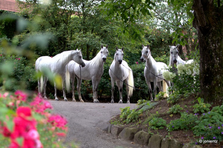 arabian stud lunzenhof