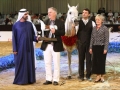 Al Lahab - Champion of the Dubai International Arabian Horse Championship