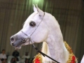 Al Lahab - Champion of the Dubai International Arabian Horse Championship