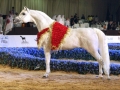 Al Lahab - Champion of the Dubai International Arabian Horse Championship