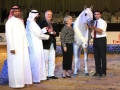 Al Lahab - Champion of the Dubai International Arabian Horse Championship