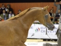 F Shamaal Victorious at European Championships in Verona