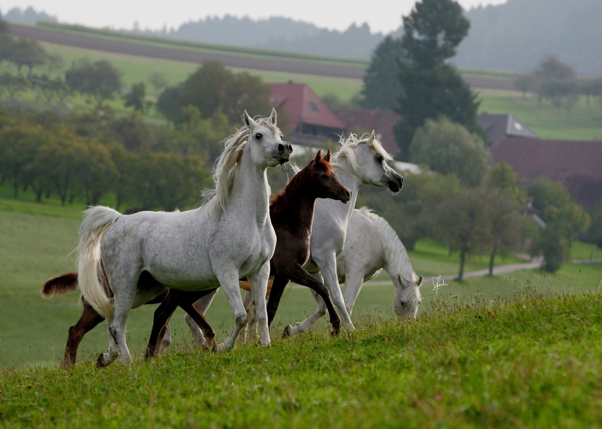 Friedmann Family Arabian Stud Lunzenhof