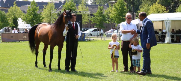 F Tayyar Ibn Al Lahab (Al Lahab x F Tahani Bint Shamaal), the "Best European Arabian“ of the Egyptian Event Europe!