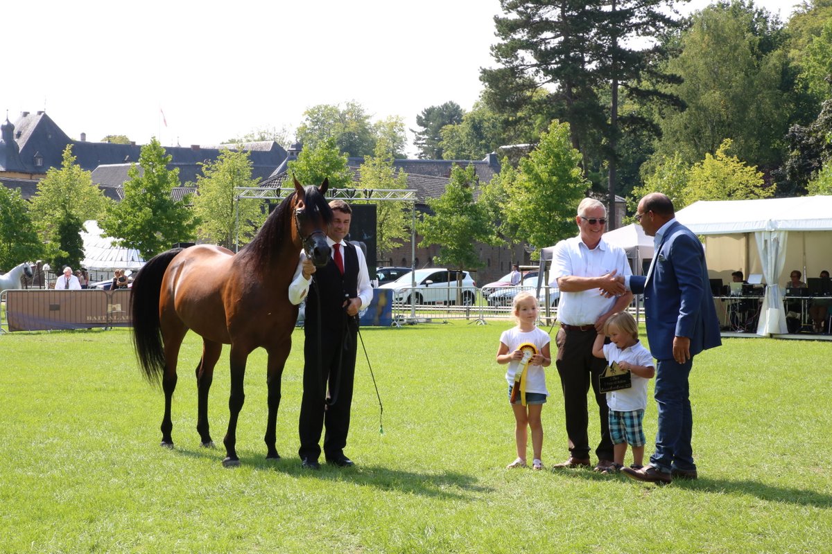 F Tayyar Ibn Al Lahab (Al Lahab x F Tahani Bint Shamaal), the "Best European Arabian“ of the Egyptian Event Europe!