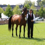 F Tayyar Ibn Al Lahab (Al Lahab x F Tahani Bint Shamaal), the "Best European Arabian“ of the Egyptian Event Europe!